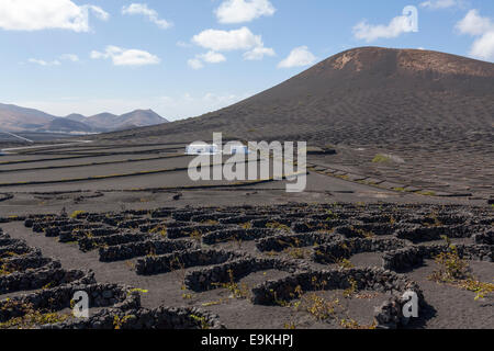 La Geria, Guigan, Weingüter in Lanzarote. Stockfoto