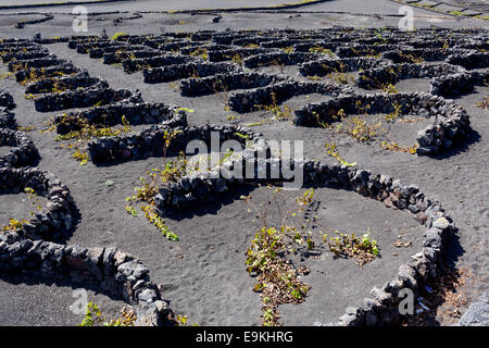 La Geria, Guigan, Weingüter in Lanzarote. Stockfoto