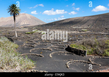 La Geria, Guigan, Weingüter in Lanzarote. Stockfoto