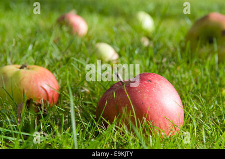 Äpfel auf dem Boden im britischen Garten. Stockfoto