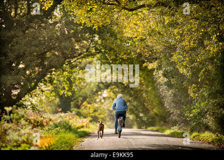 Eine pensionierte Dame übt ihr Boxer Hund unter Herbstfärbung in Michaelwood, Gloucestershire UK Oktober 2014 Stockfoto