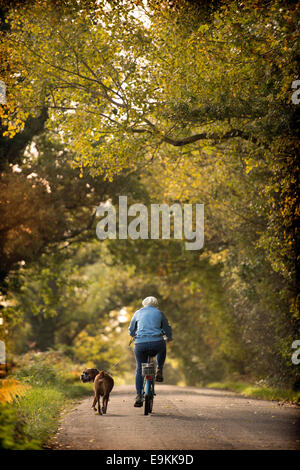 Eine pensionierte Dame übt ihr Boxer Hund unter Herbstfärbung in Michaelwood, Gloucestershire UK Oktober 2014 Stockfoto