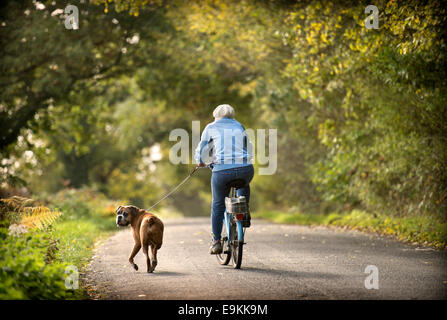 Eine pensionierte Dame übt ihr Boxer Hund unter Herbstfärbung in Michaelwood, Gloucestershire UK Oktober 2014 Stockfoto