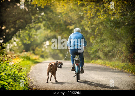 Eine pensionierte Dame übt ihr Boxer Hund unter Herbstfärbung in Michaelwood, Gloucestershire UK Oktober 2014 Stockfoto