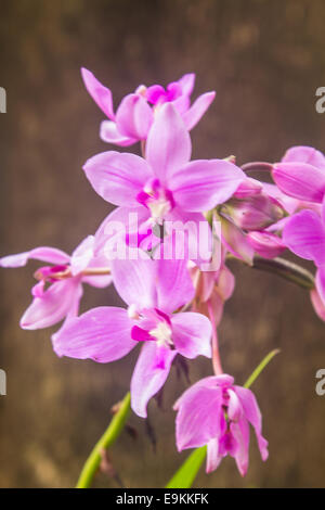 Spathoglottis Plicata lila Orchideen im Garten Stockfoto