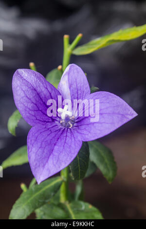 Nahaufnahme von lila Blüten ein Ballon Blume oder Glockenblume (Platycodon mehrblütigen) Stockfoto