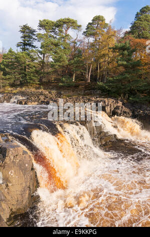 Teesdale, Durham, Großbritannien. 29. Oktober 2014. Starker Regen bedeutete am Vortag der Tees voll über Low Force Wasserfall in der Nähe von Middleton im Teesdale, England UK ausgeführt wurde. Bildnachweis: Washington Imaging/Alamy Live-Nachrichten Stockfoto