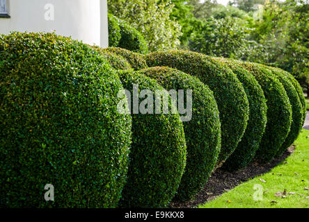 Feld in sphärische Hecke abgeschnitten. Stockfoto