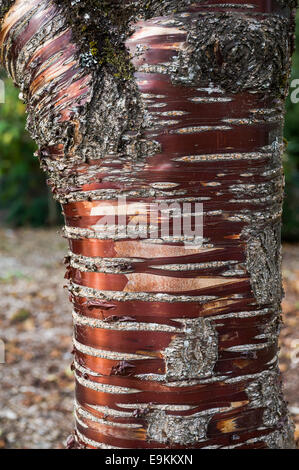 Prunus Serrula Serrulata, Nahaufnahme von Rinde Detail. Stockfoto