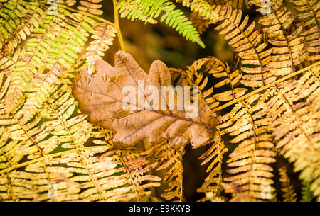 Gefallenen Eichenblatt Handauflegen etwas vergilbten Farn Blätter. Herbst Herbst Stockfoto