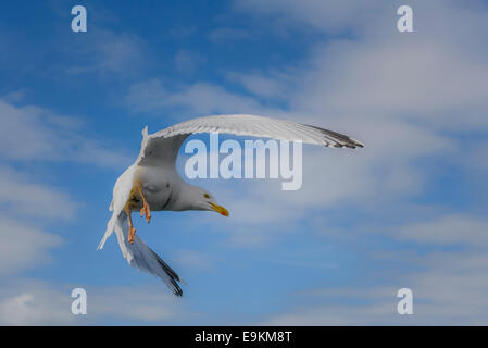Eine Silbermöwe (Larus Argentatus) vor einem blauen Himmel. Stockfoto