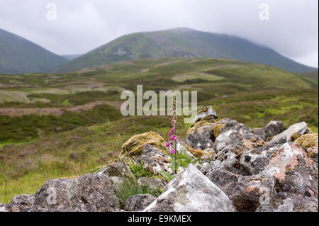 Einem einzigen Turm von einem Fingerhut Digitalis purpurea Stockfoto