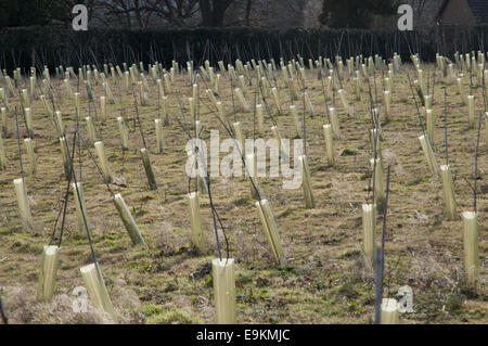 Vorfrühling am Carr Taylor Weinberg in der Nähe von Hastings, East Sussex, England. Stockfoto