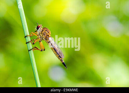 Robber Fly - Familie Asilidae. Sind räuberische Insekten, die geprägt sind ähnlich wie eine Libelle. Stockfoto