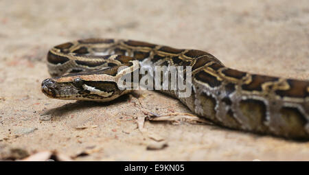 Nahaufnahme von einem burmesischen Python auf Boden Stockfoto