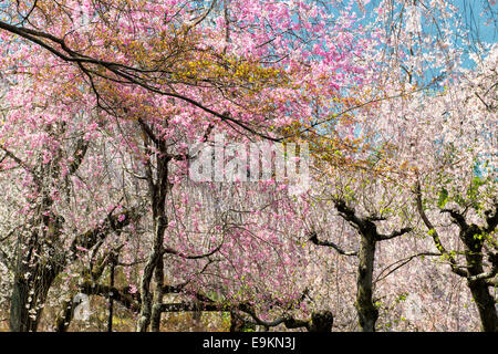 Frühling in Japan - japanischer Garten mit Kirschblüten in Arashiyama, Kyoto Stockfoto