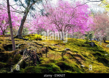 Frühling in Japan - japanische Moosgarten mit Kirschblüten in Arashiyama, Kyoto Stockfoto