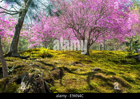 Frühling in Japan - japanische Moosgarten mit Kirschblüten in Arashiyama, Kyoto Stockfoto