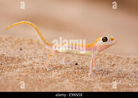 Webfooted Gecko, Palmatogecko Rangei, Namib-Wüste, Namibia Stockfoto