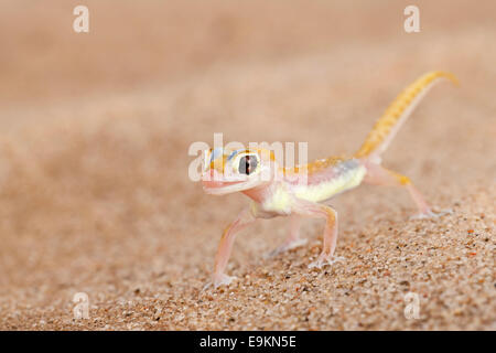 Webfooted Gecko, Palmatogecko Rangei, Namib-Wüste, Namibia Stockfoto