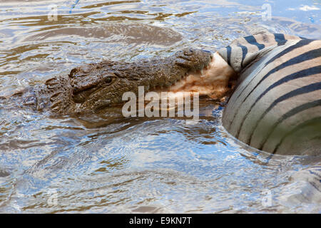 Nil-Krokodil, Crocodylus Niloticus, Beute, Mlilwane Essen reservieren, Swasiland, Afrika Stockfoto