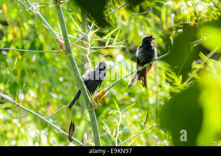 Mehr Schläger-angebundene Drongo, Barsch schwarze Vögel auf einem Baum. War mit seinen Kumpel Sonnenbaden. Nach Wasser spielen. Stockfoto