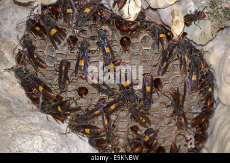 Geringerem gebänderten Hornisse (Vespa Affinis) bauen ein neues Nest an der Wand der Höhle in Thailand. Stockfoto