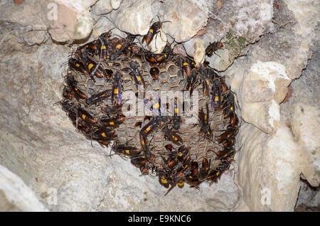 Geringerem gebänderten Hornisse (Vespa Affinis) bauen ein neues Nest an der Wand der Höhle in Thailand. Stockfoto