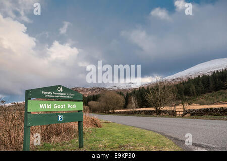 Wildpark-Ziege in der Galloway Forest Park in Dumfries and Galloway, Schottland. Stockfoto