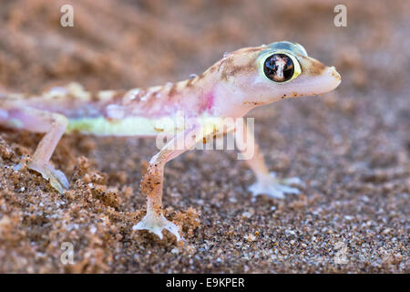 Webfooted Gecko (Palmatogecko Rangei), Namib-Wüste, Namibia Stockfoto