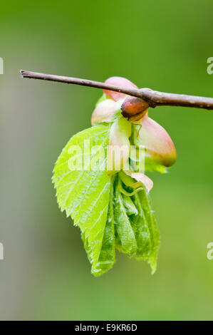 Frisch geschlüpfte Buche lassen auf einen kleinen Zweig Stockfoto