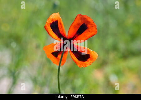 Eine Unterseite Schuss eine Mohnblume mit schwarzen Markierungen die ein Kreuz bilden.  Aufgenommen in der Kulu-Region der Türkei Stockfoto