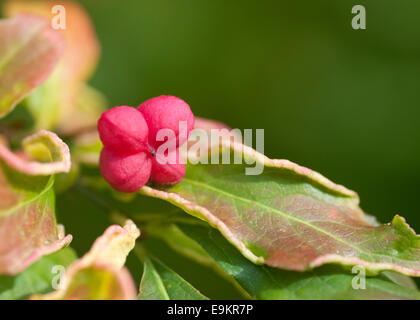 Eine einzelne rote Frucht des Baumes Spindel Stockfoto