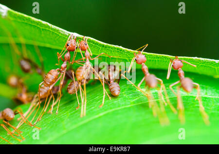 Weberameisen oder grüne Ameisen (Oecophylla Smaragdina) arbeiten zusammen, bauen eine Nest in Thailand Stockfoto