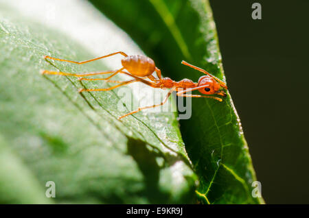 Weberameisen oder grüne Ameisen (Oecophylla Smaragdina) arbeiten zusammen, bauen eine Nest in Thailand Stockfoto