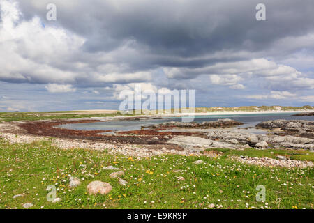 Blumen wachsen in Machair Grünland an Westküste. Traigh Iar Strand Balranald North Uist äußeren Hebriden Western Isles Scotland Stockfoto