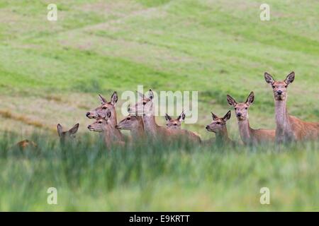 Red Deer Hinds in Margam Park Stockfoto