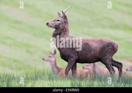 Unreife Rotwild-Hirsch im Margam Park, South Wales, Australia Stockfoto