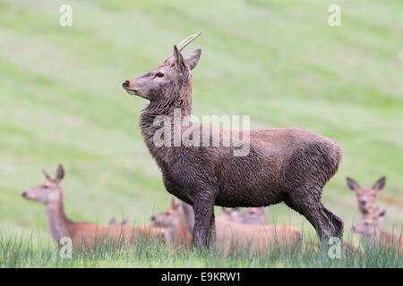 Unreife Rotwild-Hirsch im Margam Park, South Wales, Australia Stockfoto