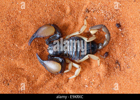 Opistophthalmus Carinatus, afrikanische gelben Bein Skorpion, Tswalu Kalahari Wildreservat, Northern Cape, Südafrika Stockfoto