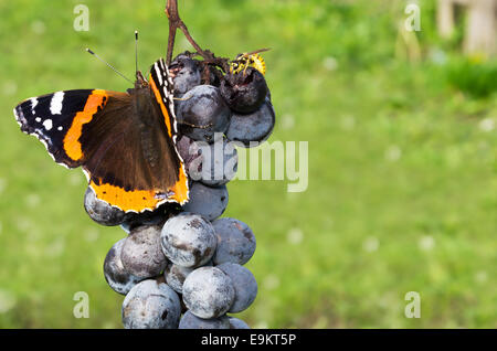 Roter Admiral Schmetterling und gemeinsame Wespe blaue Trauben essen Stockfoto