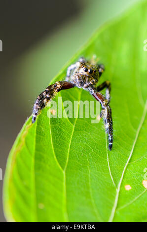 Hasarius Adansoni, Gold Spinne am Blatt springen Stockfoto