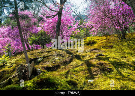 Frühling in Japan - japanische Moosgarten mit Kirschblüten in Arashiyama, Kyoto Stockfoto