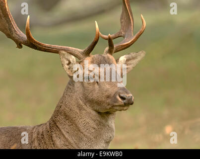 Erwachsenen Damwild (Buck) in einem Waldgebiet Amsterdamse Waterleidingduinen Vogelenzang, Nordholland, Niederlande. Stockfoto