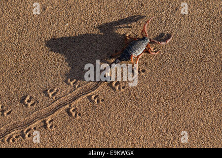 Schwarz (behaarte Thicktailed) Skorpion (Parabuthus Villosus), Namib-Wüste, Namibia, Stockfoto