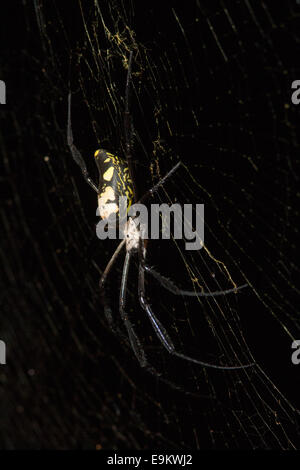Gebändert-beinigen golden Orb-Web Spider (Nephila Senegalensis), Phinda Wildreservat, Südafrika Stockfoto