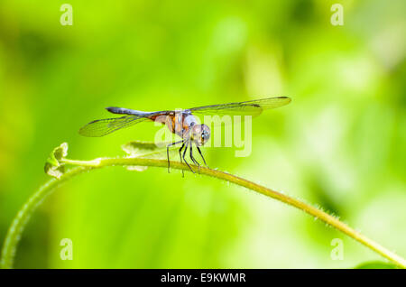 Vorderansicht einer Libelle in Ruhe am Rebstock Stockfoto