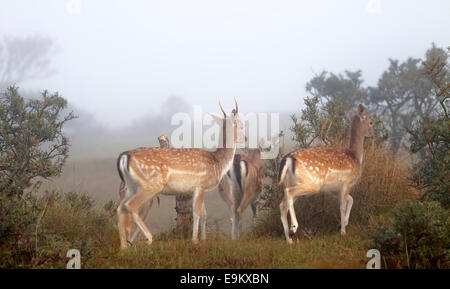 Damwild, ausgeführt in einem nebligen Waldgebiet Amsterdamse Waterleidingduinen Vogelenzang, Nordholland, Niederlande. Stockfoto