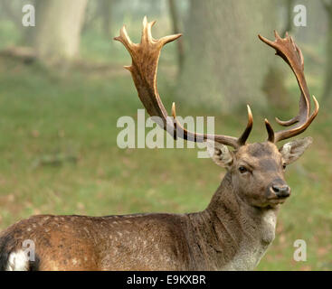 Erwachsenen Damwild (Buck) in einem Waldgebiet Amsterdamse Waterleidingduinen Vogelenzang, Nordholland, Niederlande. Stockfoto