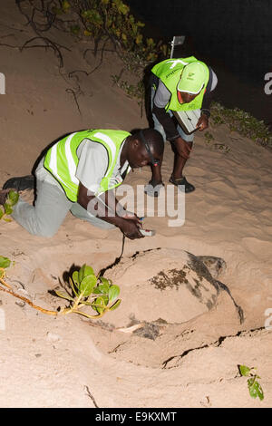 Überwachung der Eiablage Unechten Karettschildkröte, Caretta Caretta, Banga Nek, Kwazulu Natal, Südafrika Stockfoto